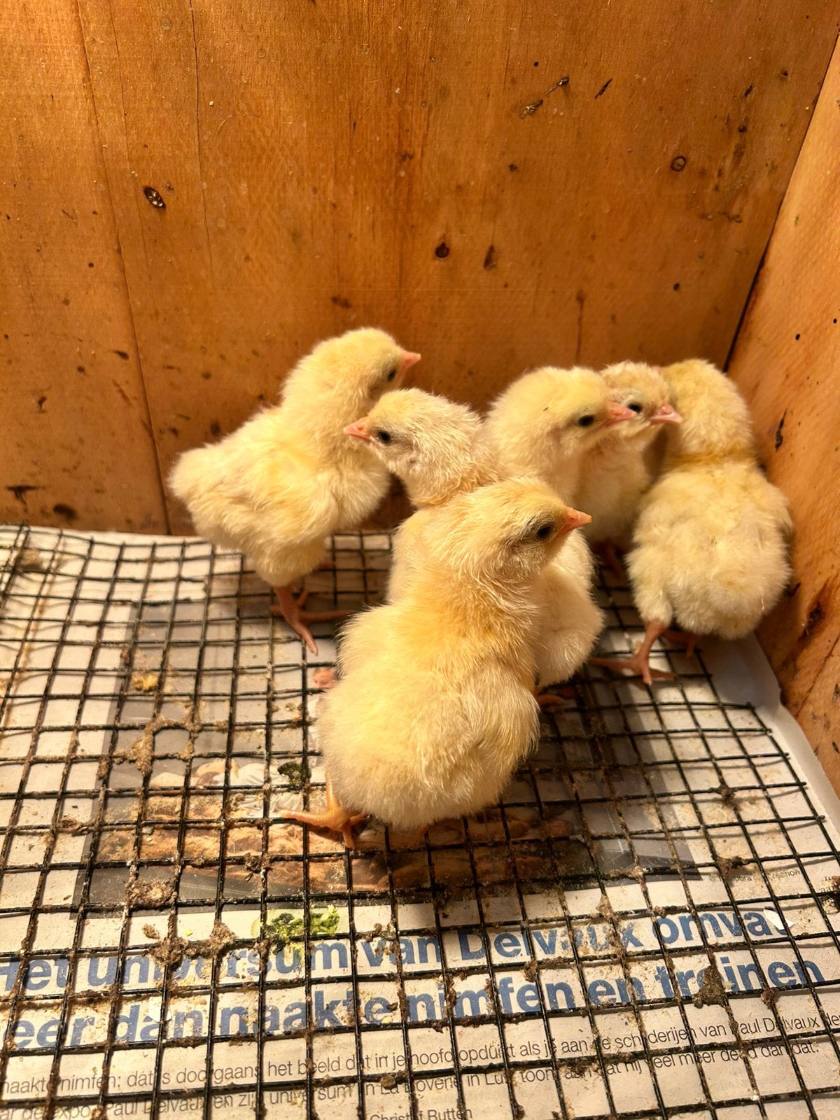 Poulle de bresse kuikens, Geslacht onbekend, Kip