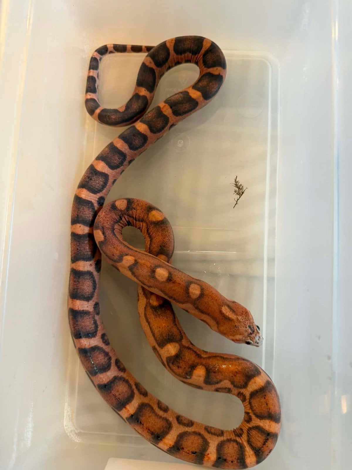 pantherophis guttatus scaleless femelle, Dieren en Toebehoren, Reptielen en Amfibieën | Toebehoren, Ophalen
