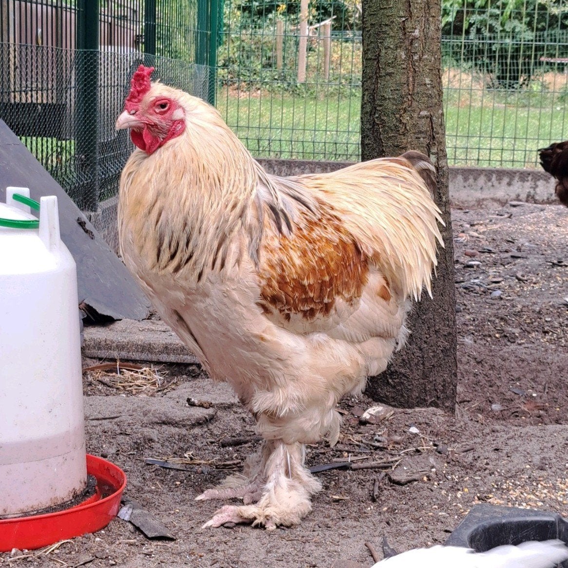 Brahma Splash Perdrix à zoom multiple, Animaux & Accessoires, Volatiles