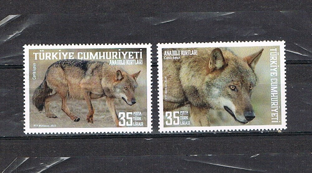 TURKIJE : FAUNA-WOLVEN-REEKS POSTFRIS-2025, Postzegels en Munten, Postzegels | Thematische zegels, Ophalen of Verzenden, Dier of Natuur