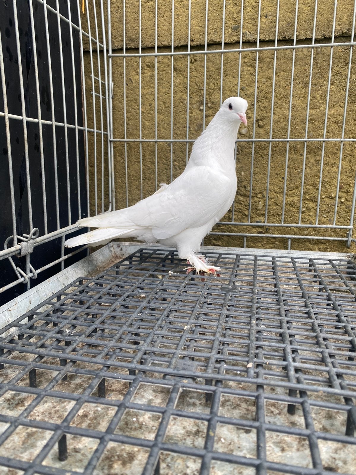 Takla super, Dieren en Toebehoren