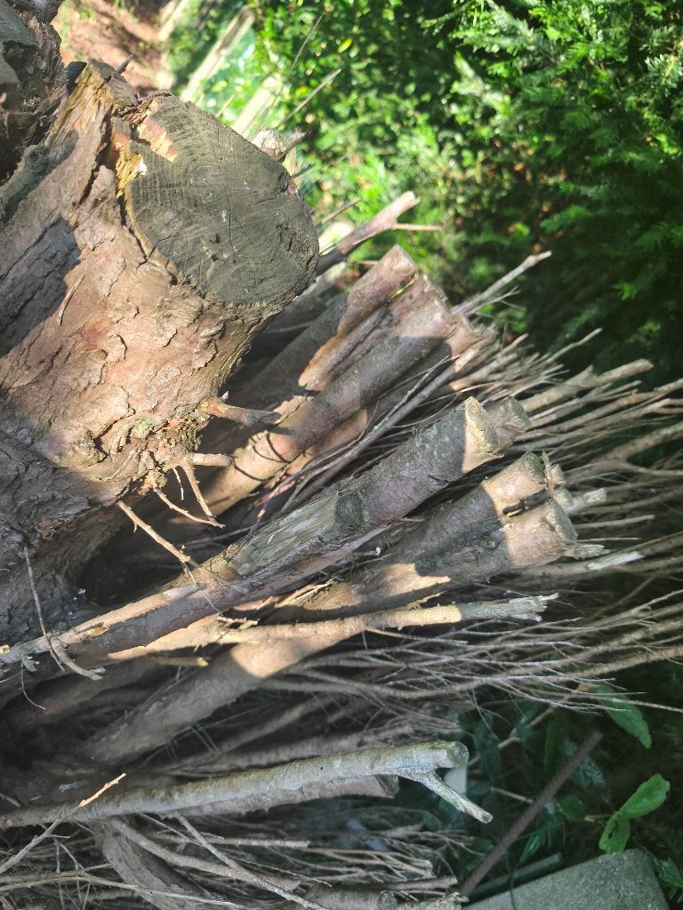 Sparrenhout GRATIS en droog, Tuin en Terras, Brandhout, Stammen, Overige houtsoorten, Ophalen