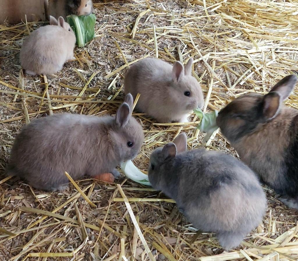 Dwergkonijntjes, Dieren en Toebehoren, Meerdere dieren, Dwerg, 0 tot 2 jaar