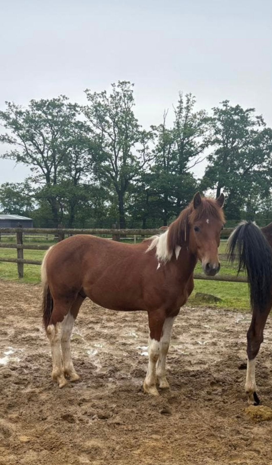 1,5 j quarter/paint zonder papier, Vermifugé, Moins de 160 cm, Cheval western, Étalon