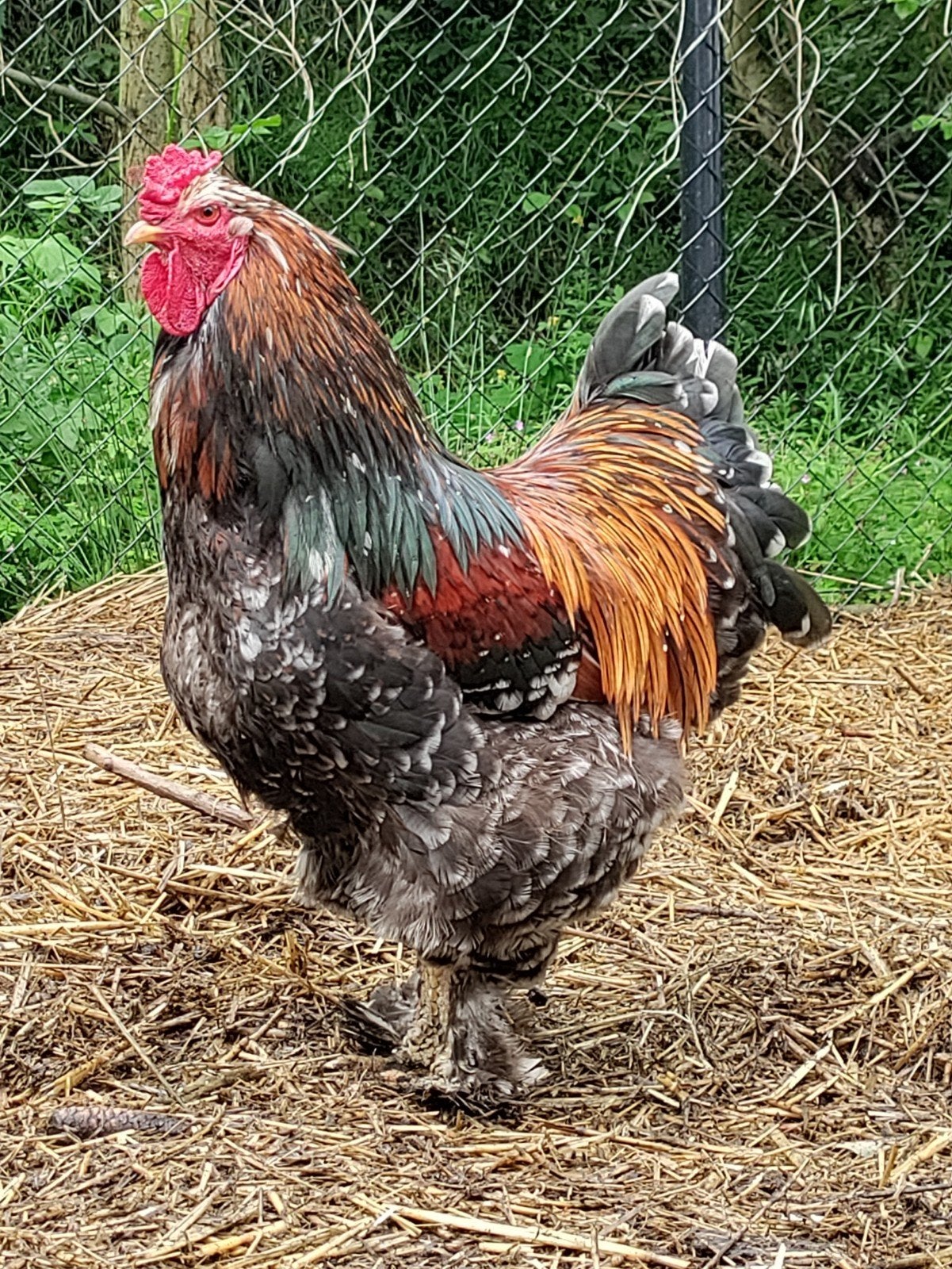 Brahma, Mannelijk, Kip