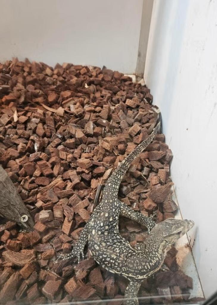 Varanus salvator Celebensis 2025, Animaux & Accessoires