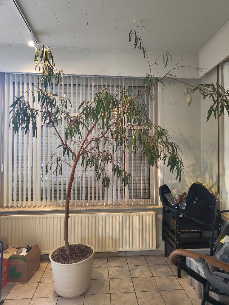 Ficus binnendijkii - Kamerplant + Handgedraaide pot, Huis en Inrichting, Kamerplanten, Ophalen, Ficus, 200 cm of meer, Halfschaduw