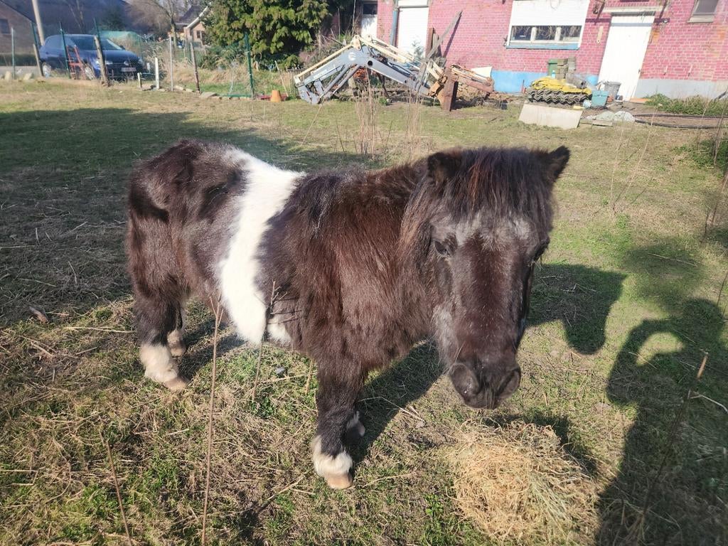 Schattige ponny, Dieren en Toebehoren, Pony's