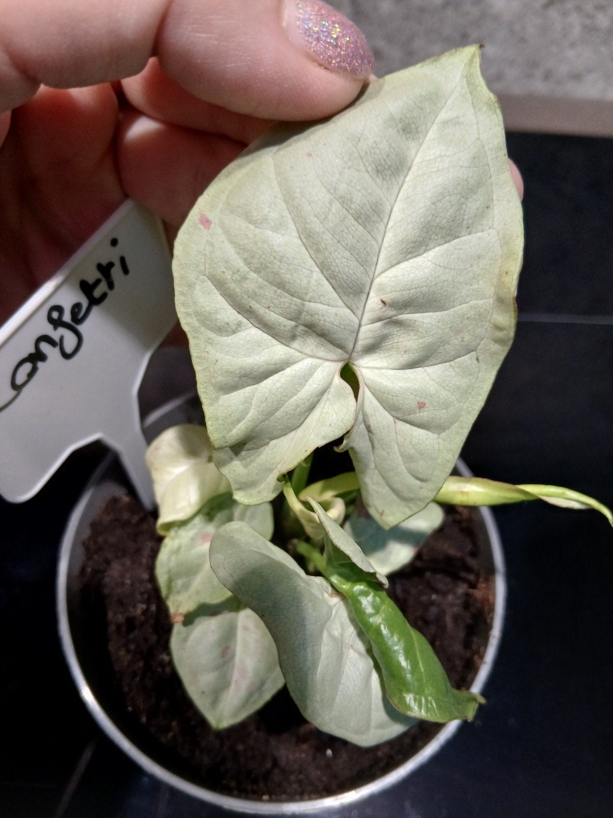 syngonium confetti, Ophalen