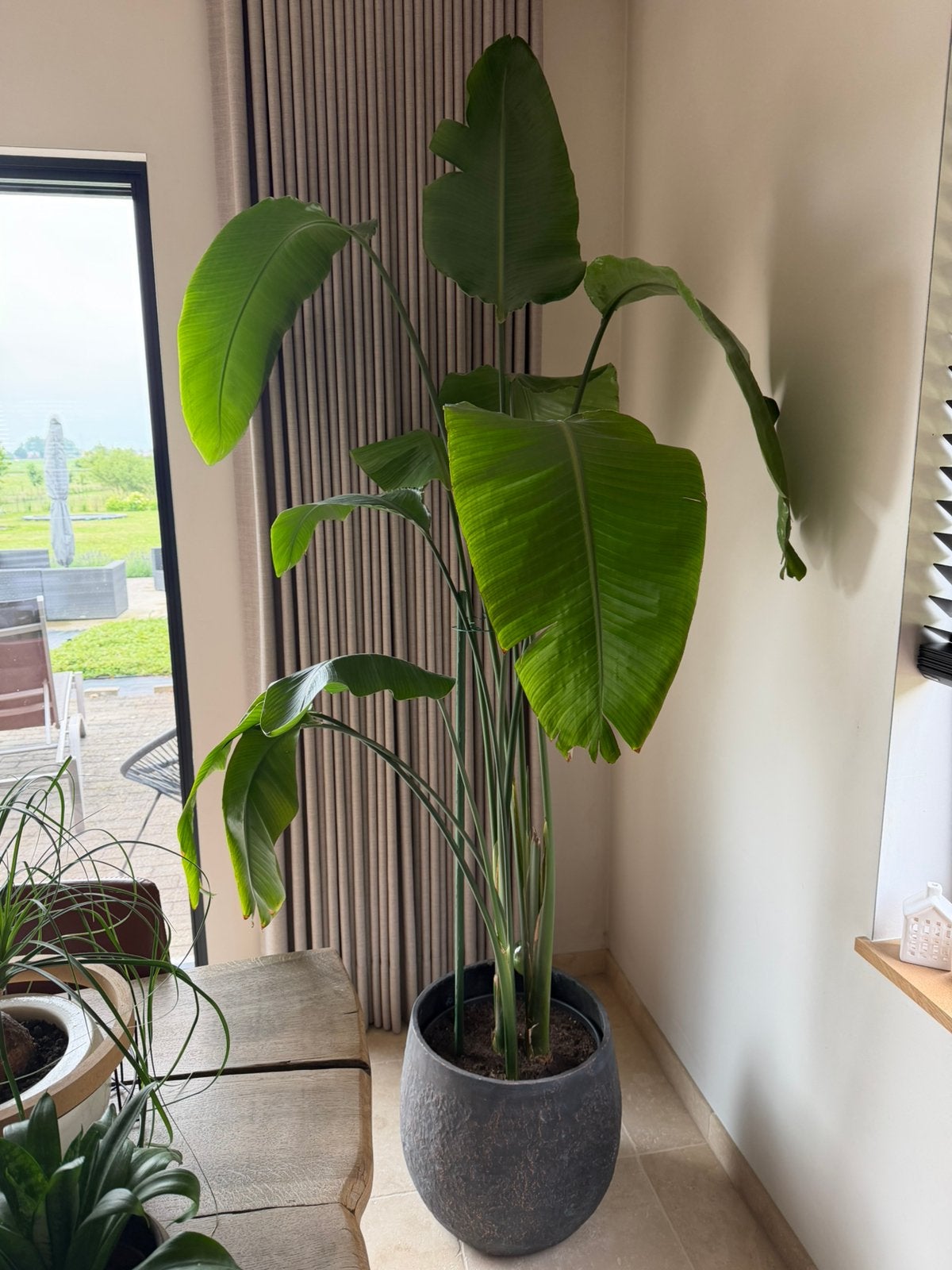 Kamerplant Strelitzia Nicolai, Huis en Inrichting, Kamerplanten, Ophalen