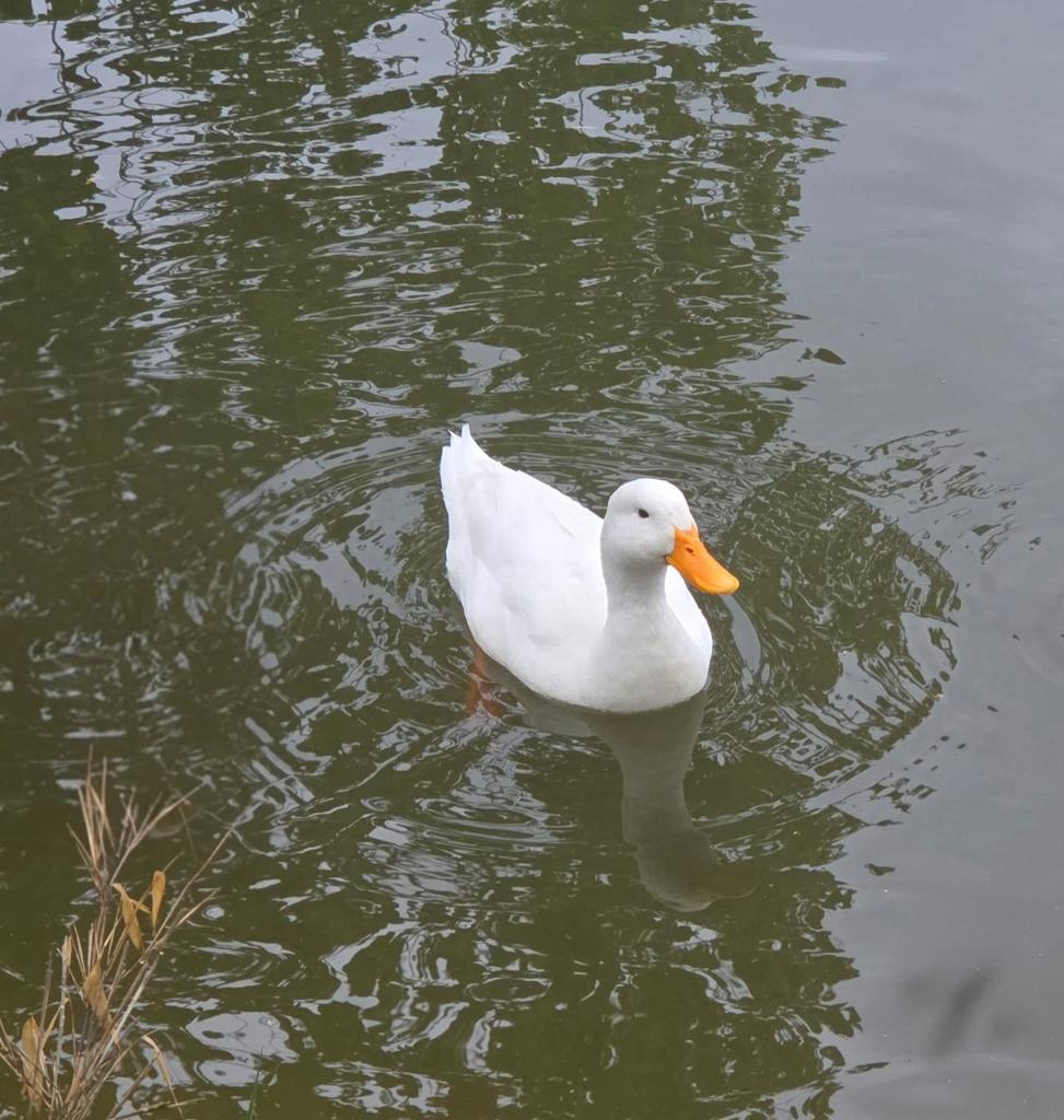 Pekin eend (mannelijk), Dieren en Toebehoren