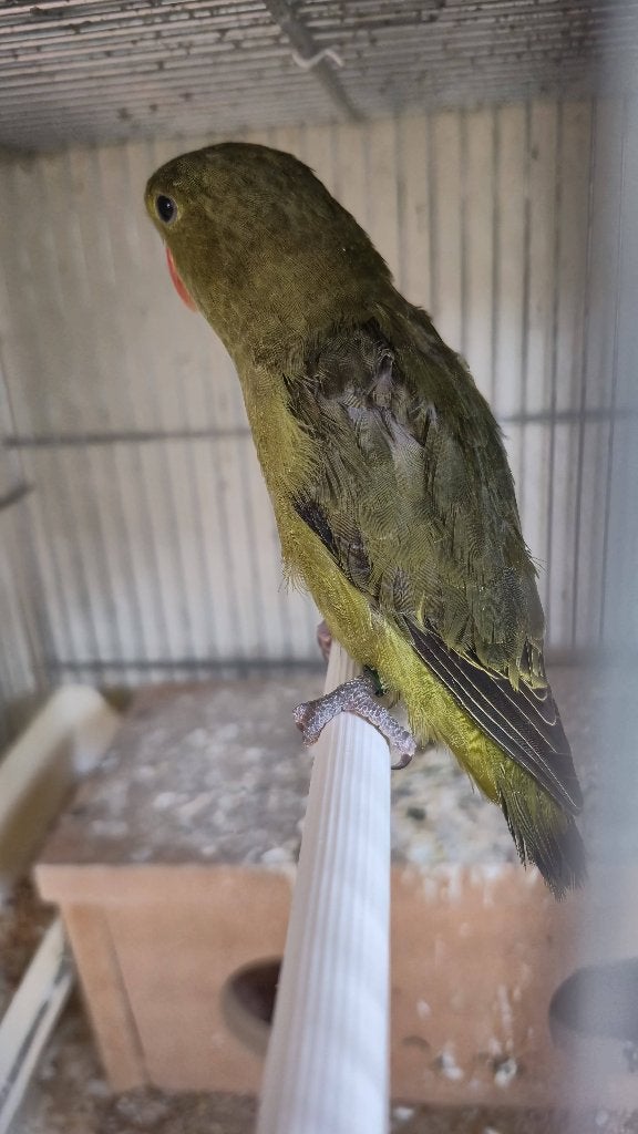 Taranta olive, Femelle, Perroquet nain ou Inséparable, Bagué