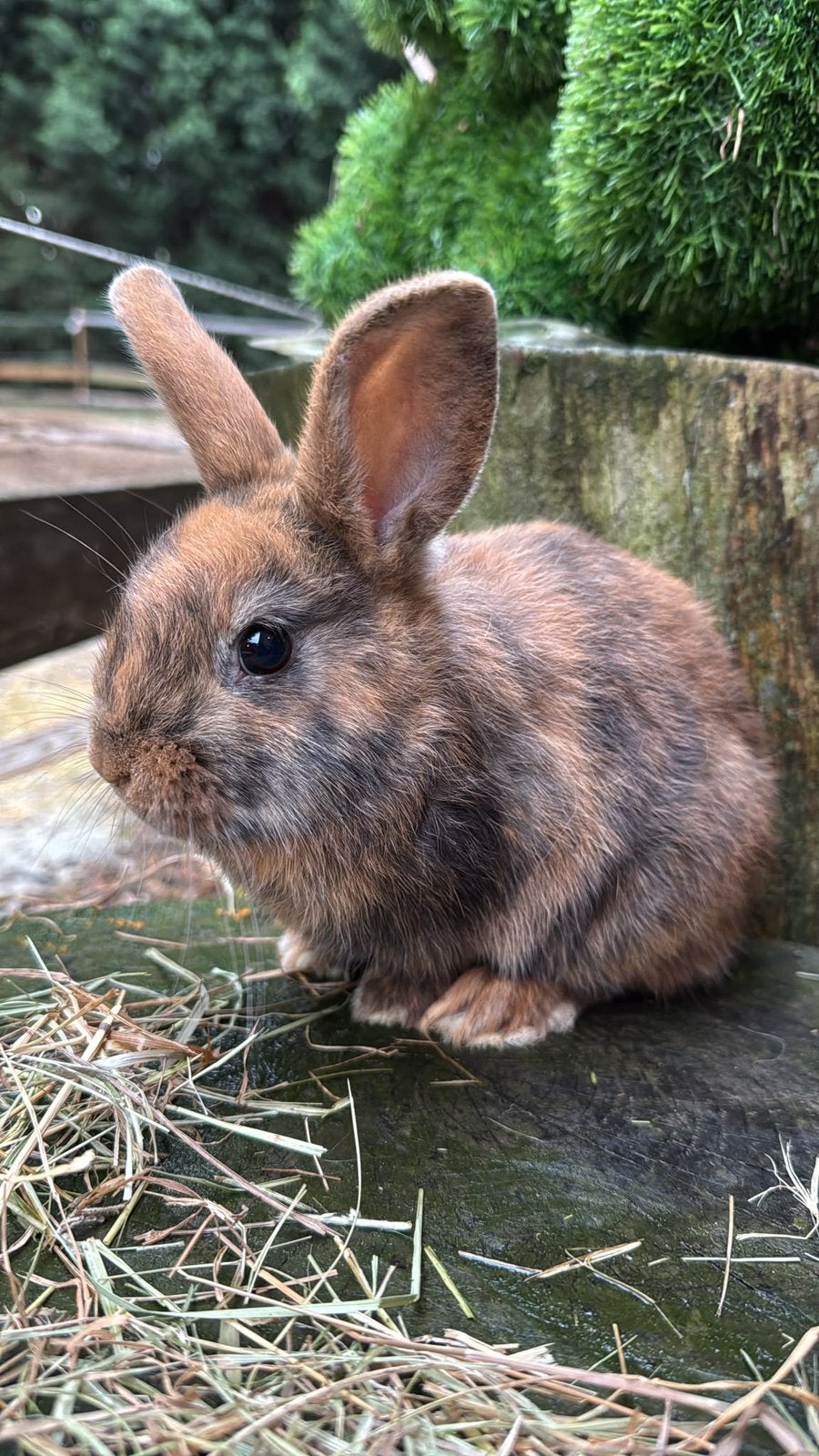 Prachtige half satijn en half kleurdwerg konijntjes te koop!