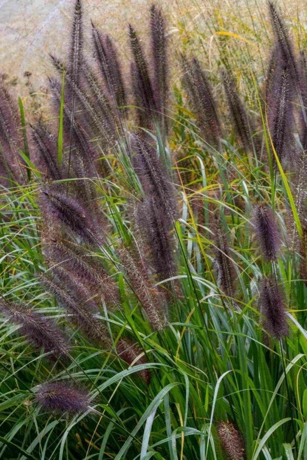 Pennisetum Black Head en Red Head, Ophalen, Herfst