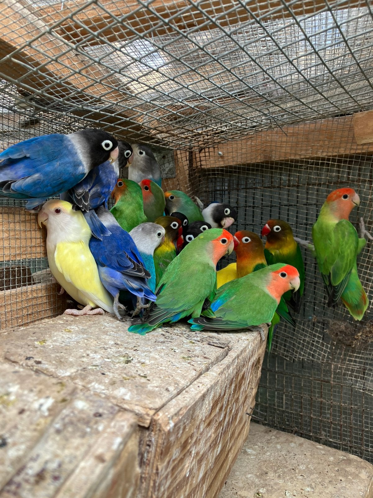 FELLE KLEUREN DWERGPAPEGAAIKES VANAF 50 EURO, Dieren en Toebehoren, Vogels | Parkieten en Papegaaien, Dwergpapegaai of Agapornis