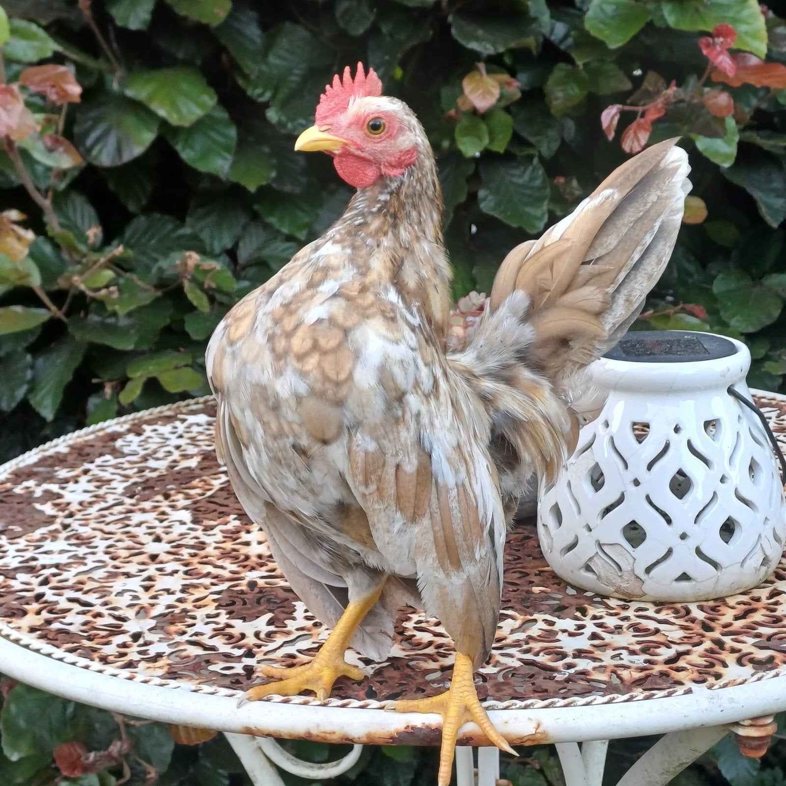 Jeune coq Serama, Animaux & Accessoires, Mâle, Poule ou poulet