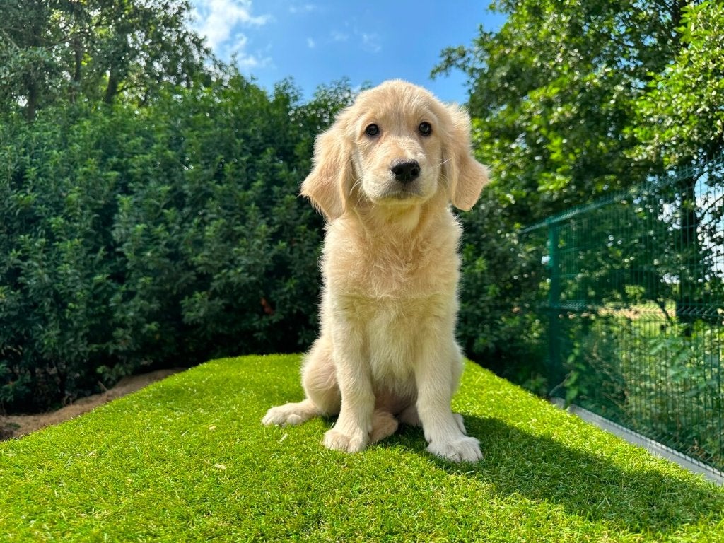 Golden Retriever pups, Dieren en Toebehoren, Golden retriever, België, 8 tot 15 weken, Parvo