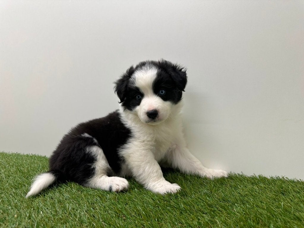 Portée de chiots Border Collie 2