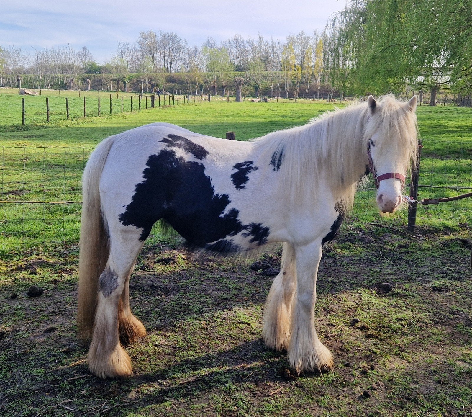Mooie en brave Irish cob merrie, Merrie