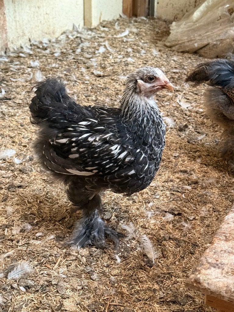 Brahma kuikens 12 weken oud