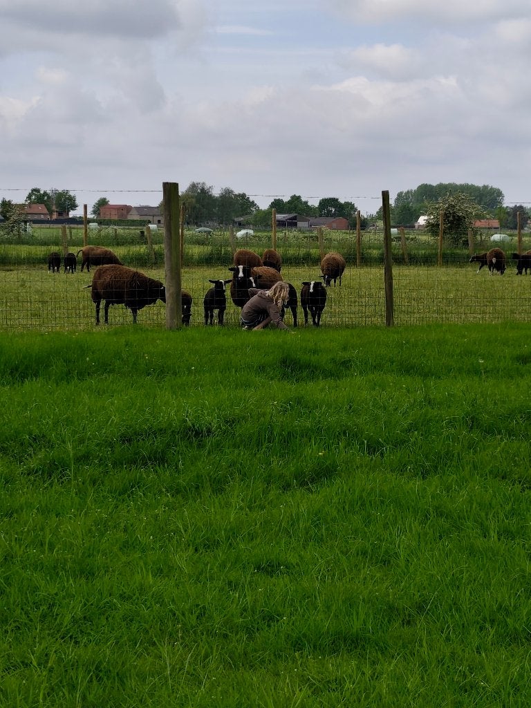 Witbles lammeren, Plusieurs animaux, Mouton, 0 à 2 ans