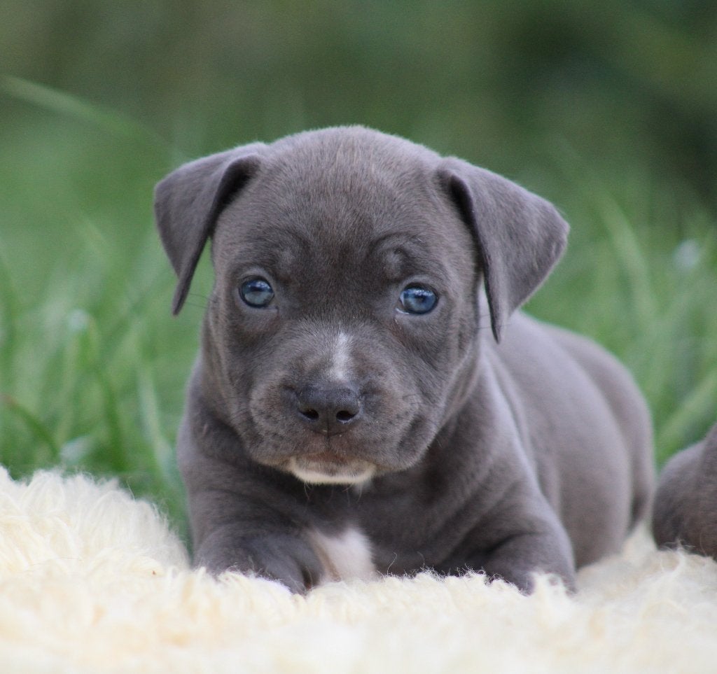 Amerikaanse Stafford pups, American Staffordshire Terrier, Maladie de Carré (chiens), Chienne, Belgique