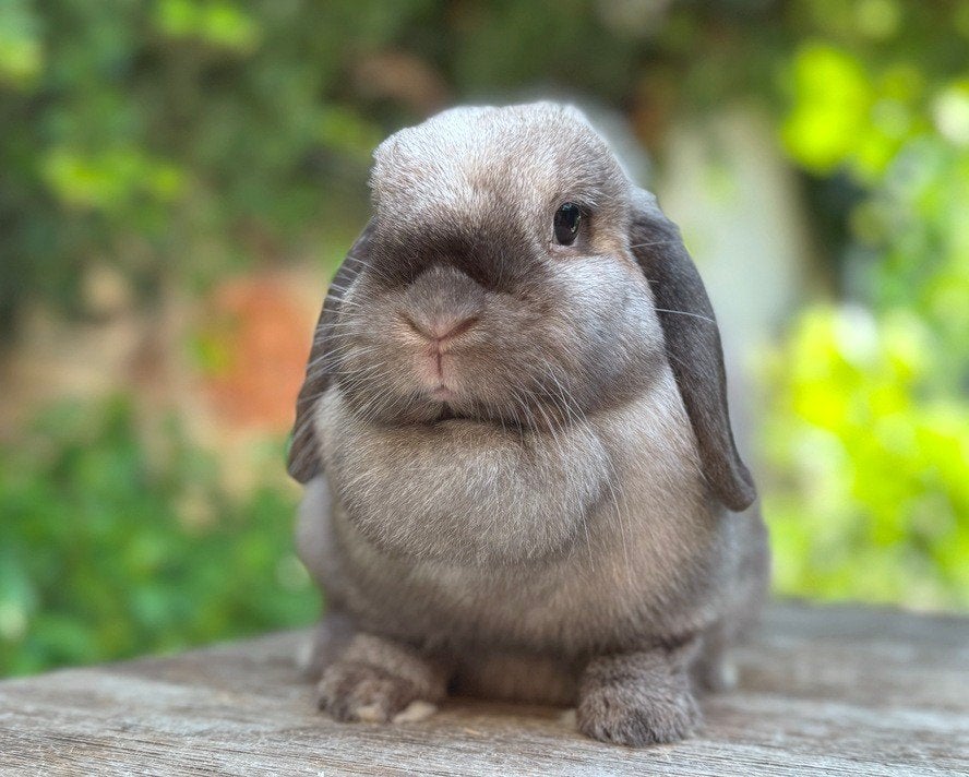 Prachtige lieve Minilop voedster zoekt 4EVER levensmaatje, Dieren en Toebehoren, Konijnen, Klein, Vrouwelijk, 0 tot 2 jaar, Hangoor