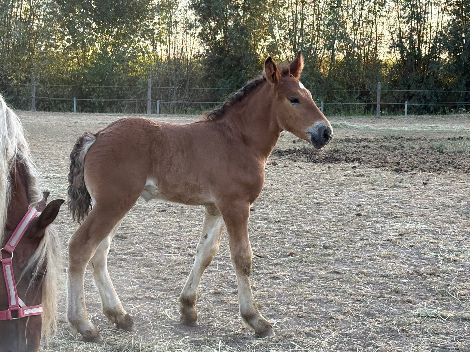 Mooi comtois veulen - trekpaard - paard  - boerenpaard, Juni
