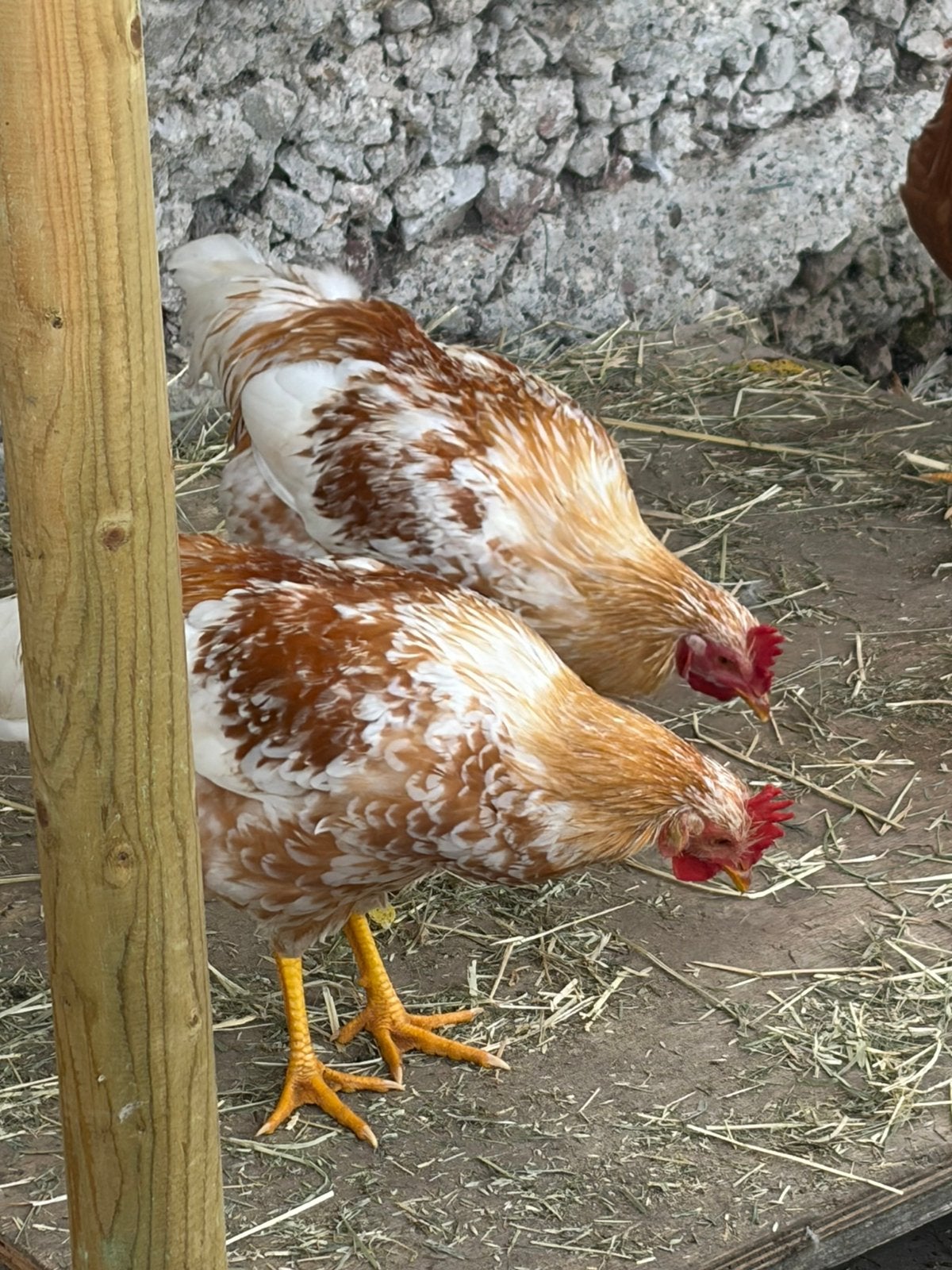 Jonge haantjes, Dieren en Toebehoren
