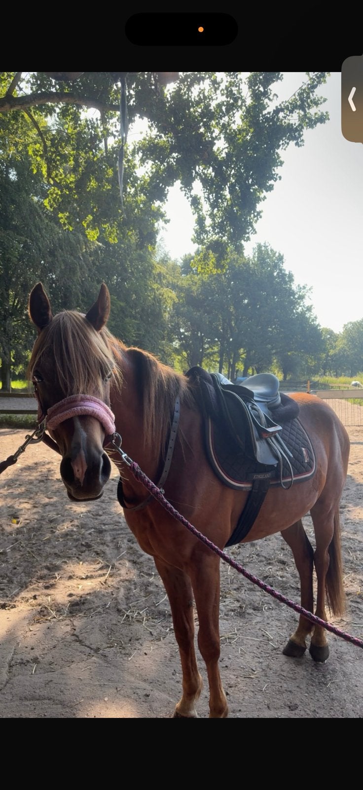 brave 3 jarige d pony ruin, Dieren en Toebehoren, Ruin, Zadelmak