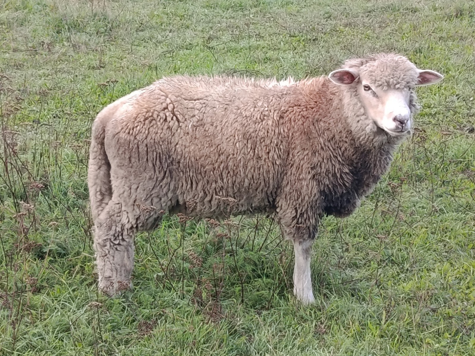 ramlam kruising pol dorset, Dieren en Toebehoren, Mannelijk