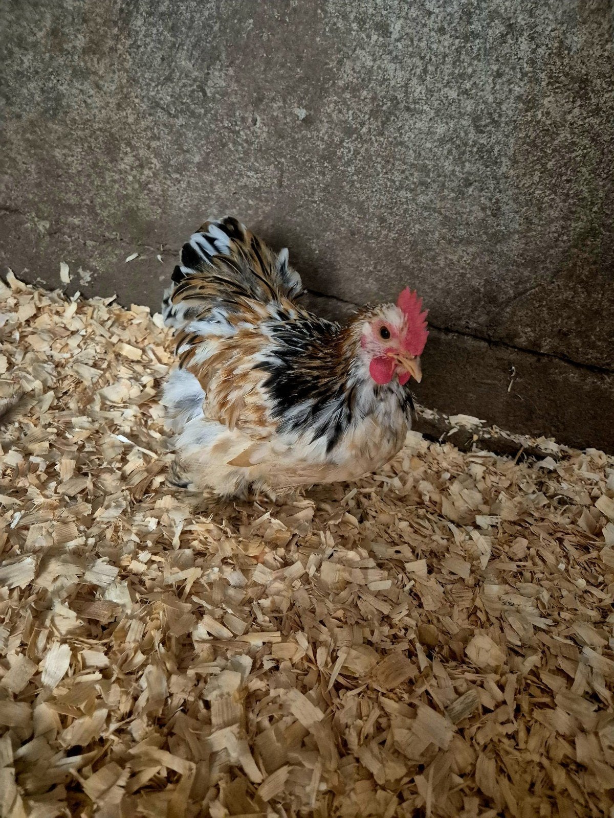 Cochin, Dieren en Toebehoren, Pluimvee