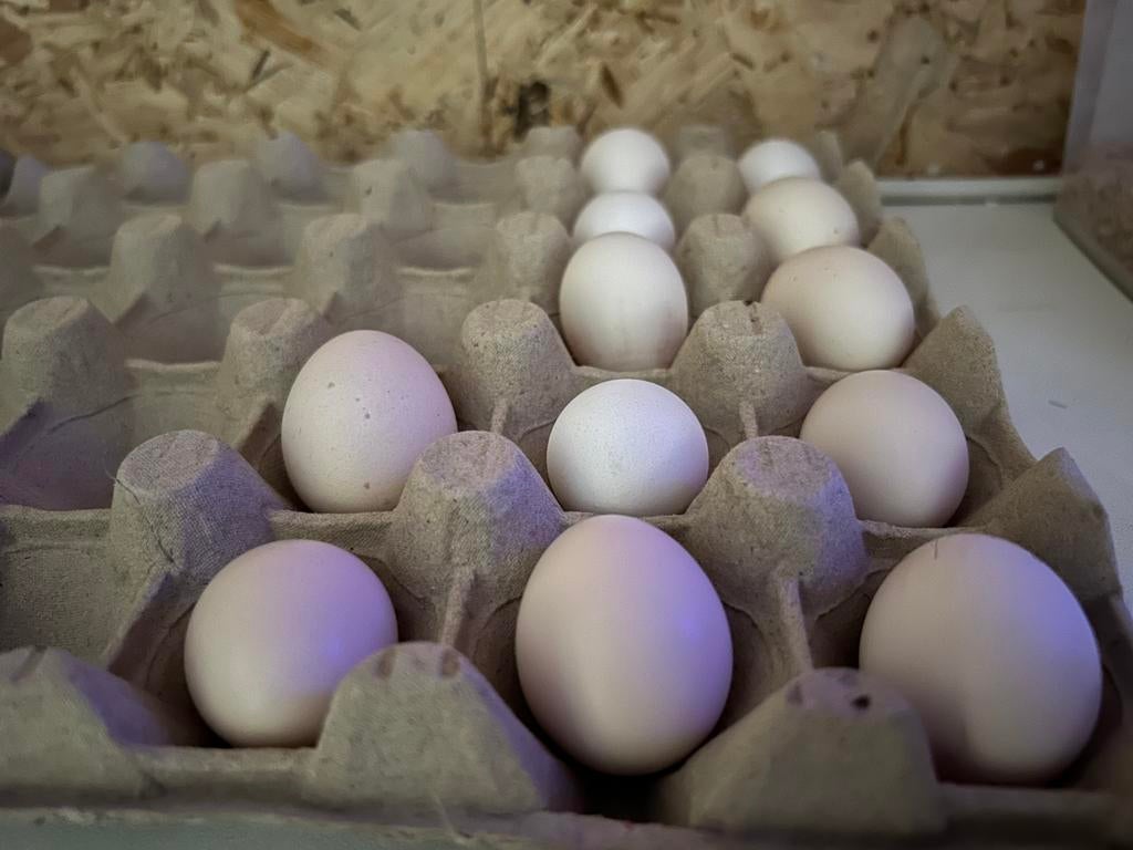 “Serama” Broedeieren, Dieren en Toebehoren