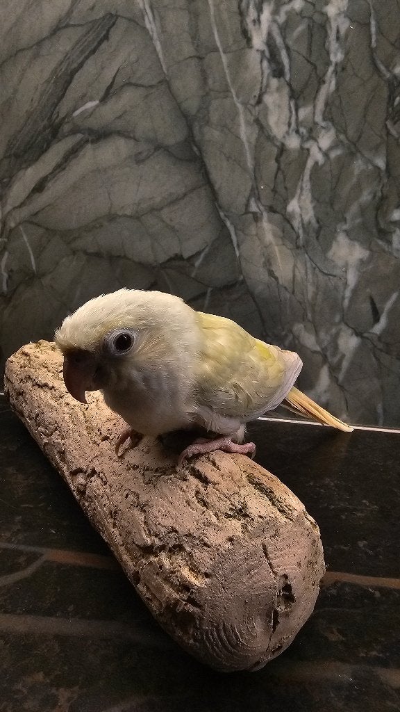 Pyrrhura tam, Dieren en Toebehoren, Meerdere dieren, Parkiet, Tam