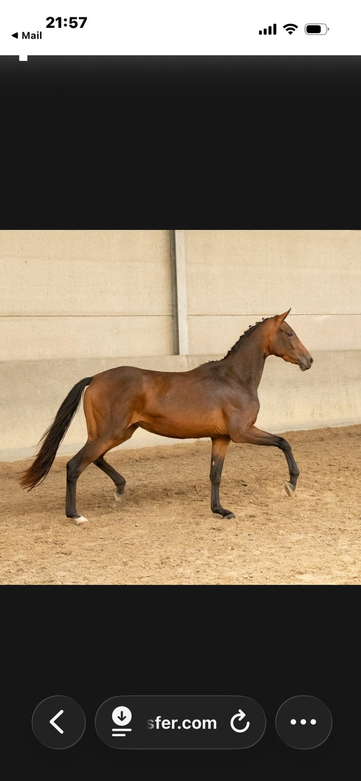 Total Mclaren veulen, Cheval de dressage, Avec pedigree, 160 à 165 cm, Non dressé
