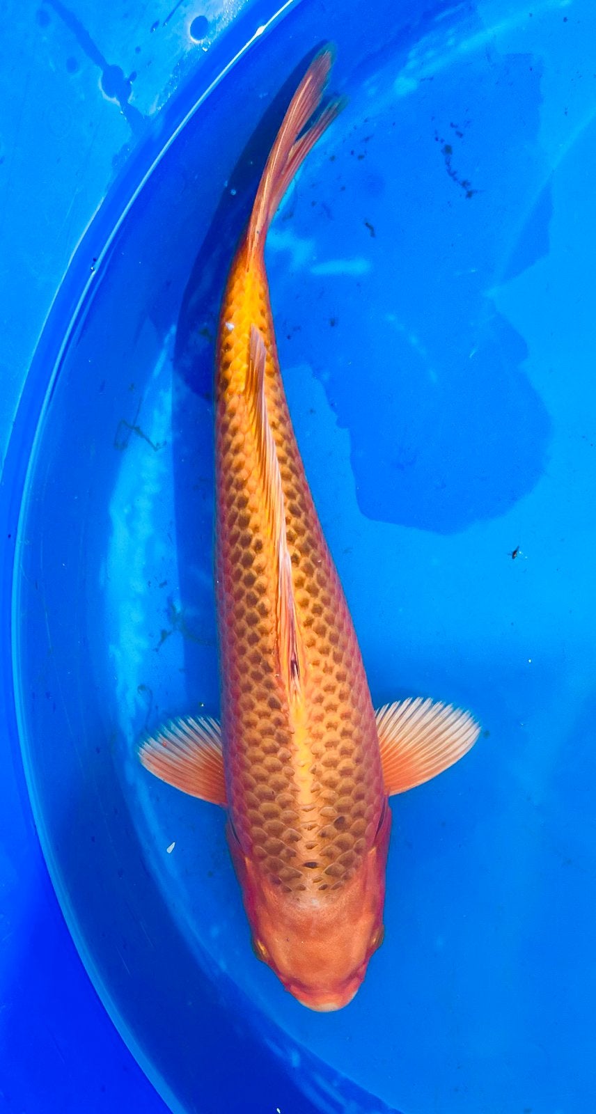 Jumbo Tosai : Kin Matsuba 36-40 cm. AU PRIX D'ACHAT, Carpe ou Koï
