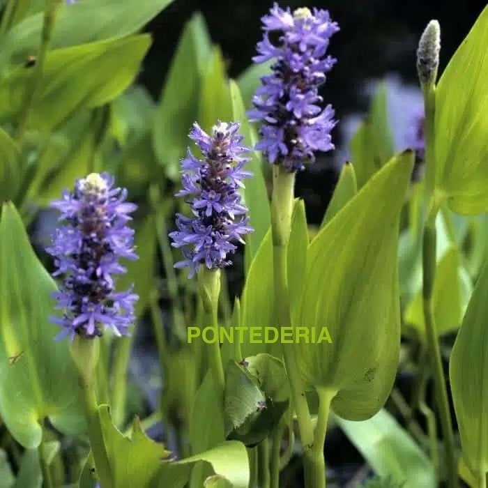 Plantes pour étang PONTEDERIA, Enlèvement, Neuf