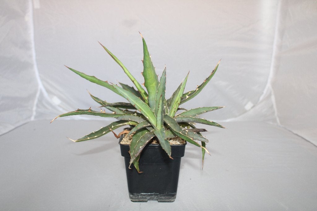 agave xylonacantha, Huis en Inrichting, Kamerplanten, Vetplant, Minder dan 100 cm, Groene kamerplant, Volle zon, Ophalen of Verzenden
