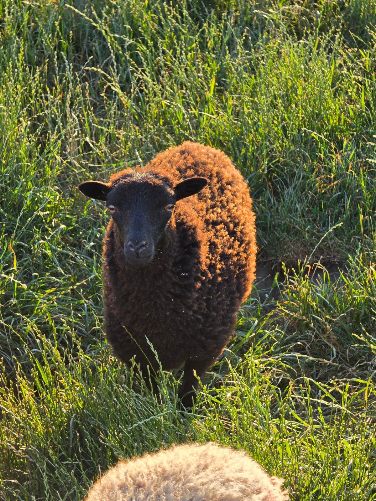 2 ouessant ooikes, Dieren en Toebehoren