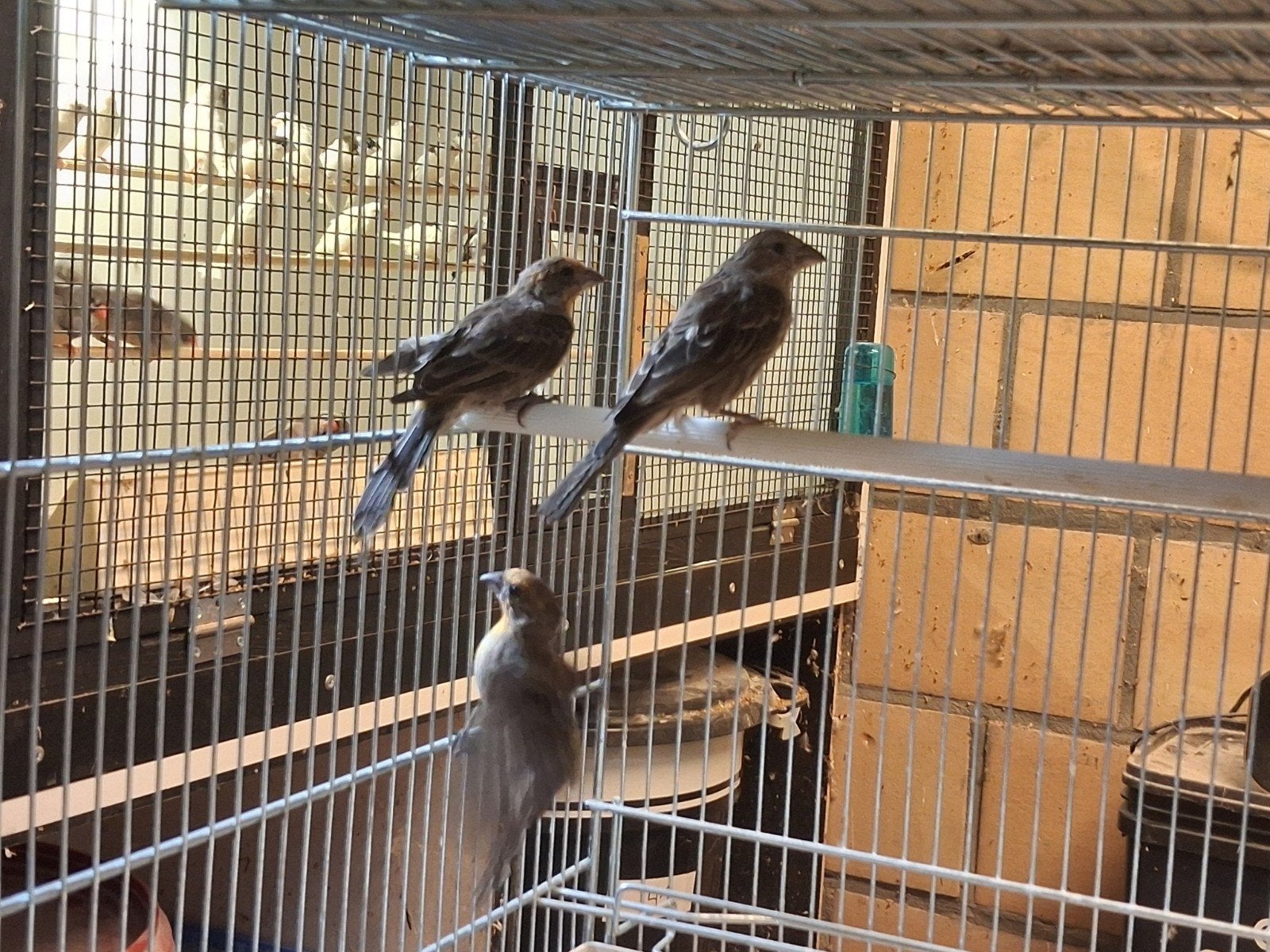 koppel mexicaanse roodmussen, Meerdere dieren, Tropenvogel