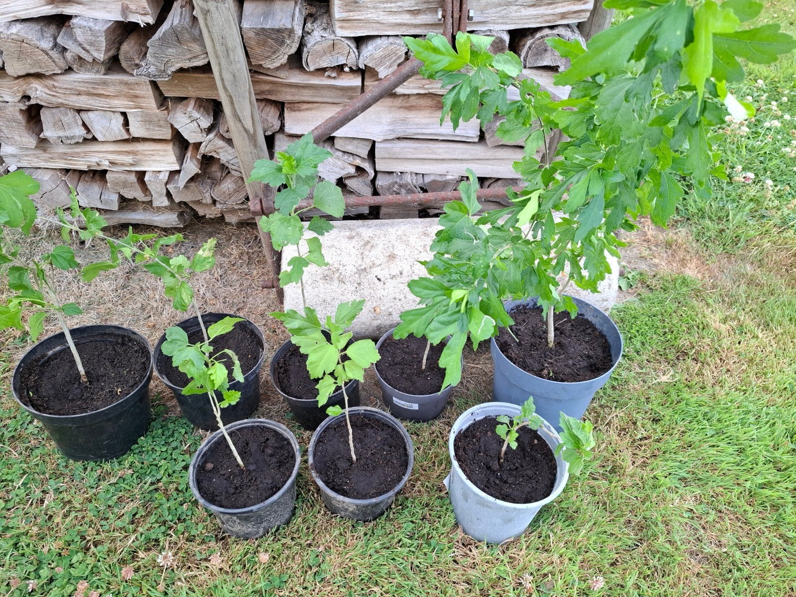 Hibiscus plantjes., Ophalen