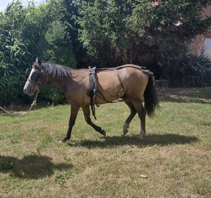 Prachtige superbrave C pony type welsh, Dieren en Toebehoren, B, Gechipt