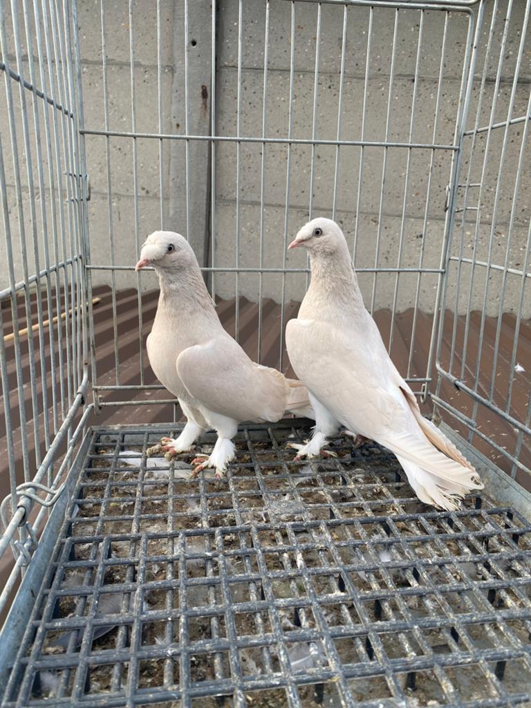 Takla güllü şampanya, Dieren en Toebehoren, Vogels | Duiven