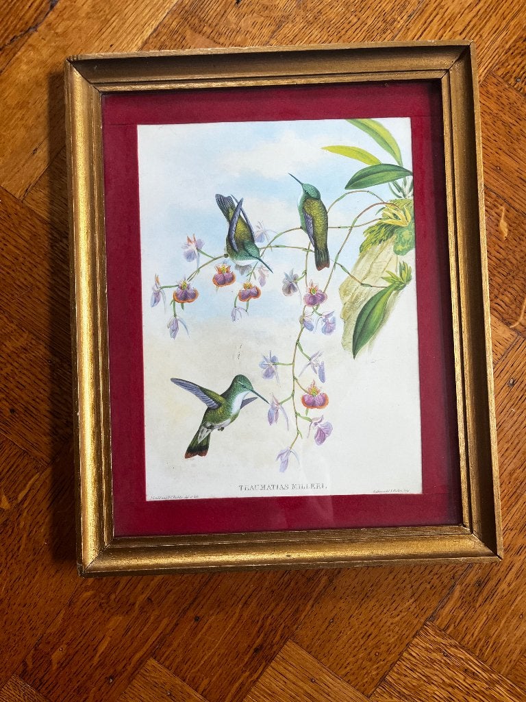 Lithographie oiseaux John Gould, Antiquités & Art, Encadré, Enlèvement, Lithographie