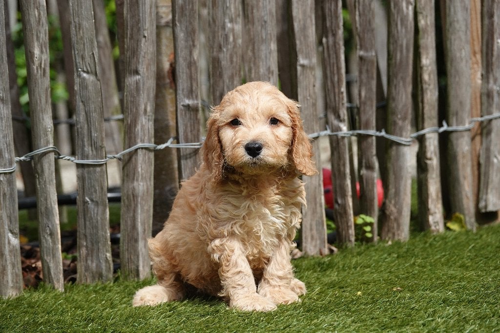 Prachtige Cockapoo pups; abrikoos en abrikoos/rood, België, Overige rassen, CDV (hondenziekte), 8 tot 15 weken