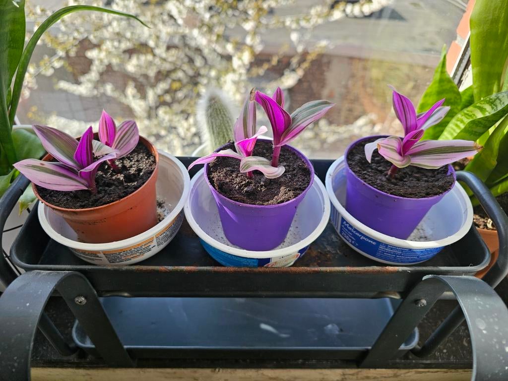 Tradescantia nanouk prix 4€ le pot 2 tiges
