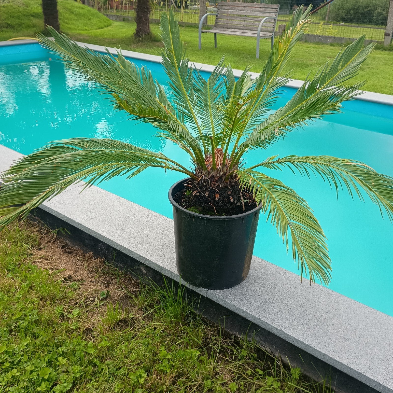 Cycas revoluta, Jardin & Terrasse, Plantes | Jardin, Enlèvement