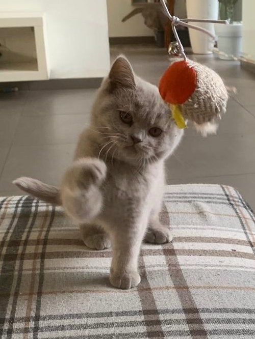 Chaton britannique à poil court avec pedigree, Animaux & Accessoires, Chats & Chatons | Chats de race | Poil ras, Chatte ou Chat