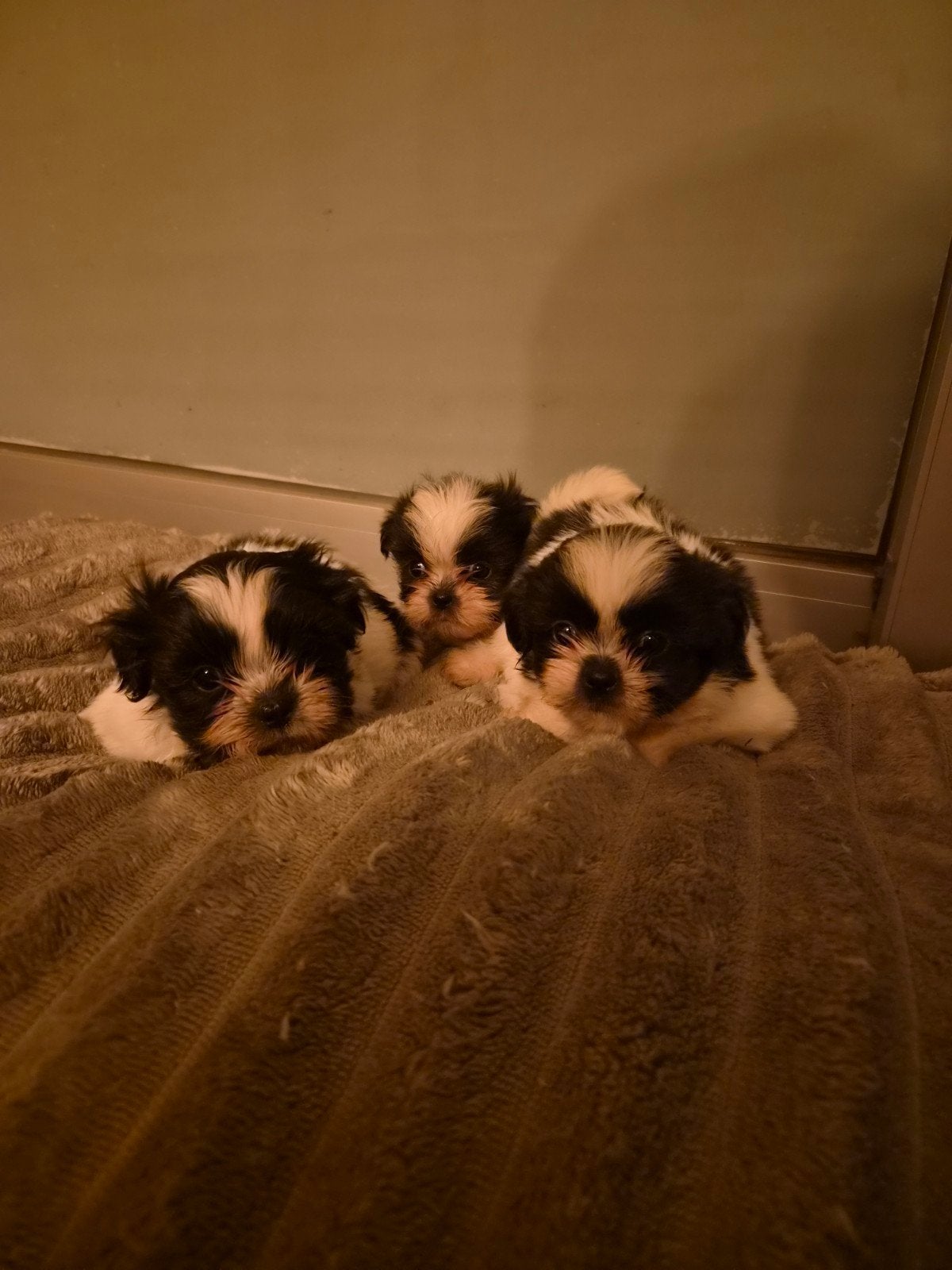 Shih-Tzu pups, Dieren en Toebehoren, België, Fokker | Hobbymatig, Overige rassen, 8 tot 15 weken