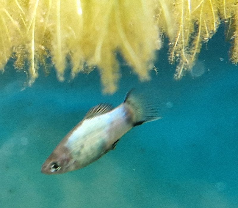 6 platy = 5 €, Animaux & Accessoires, Poisson d'eau douce